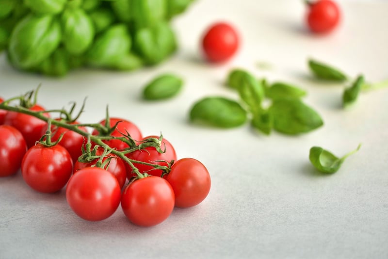 Basil Herb