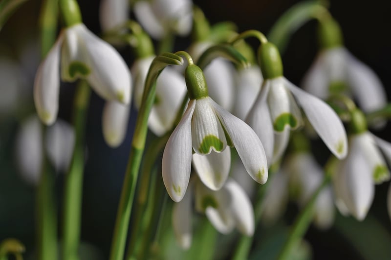 Gardening Image