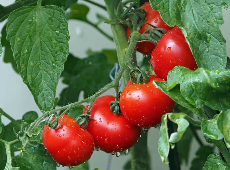 Harvesting Garden Produce