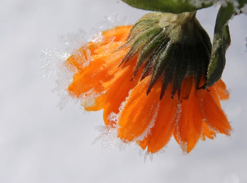 Marigolds in the garden