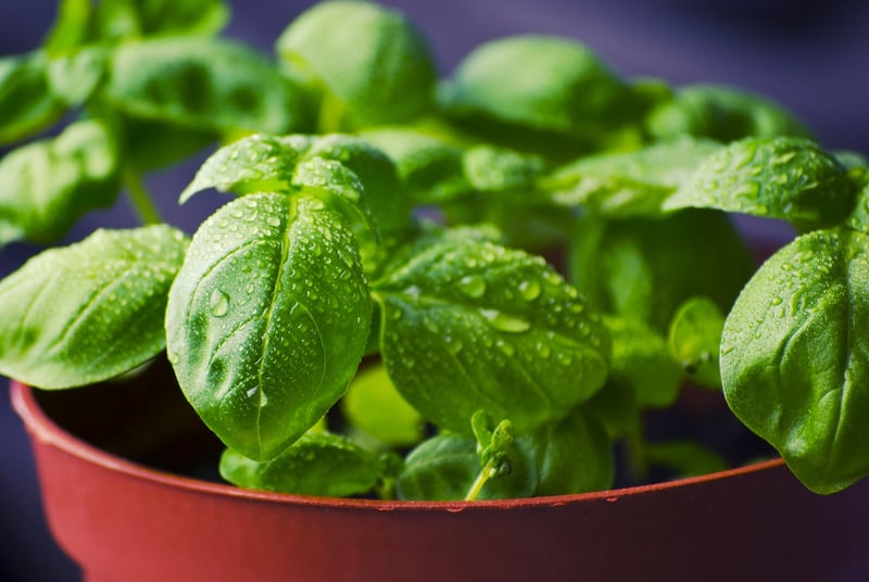 Mint Herb