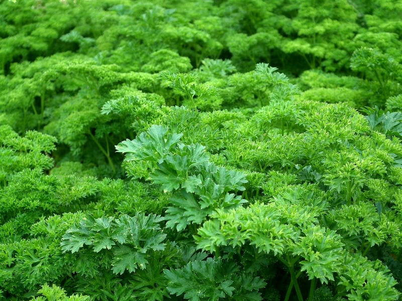 Parsley Herb