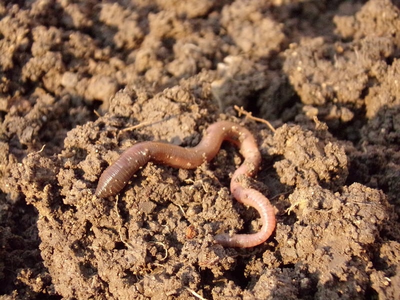 Healthy Soil
